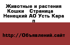 Животные и растения Кошки - Страница 4 . Ненецкий АО,Усть-Кара п.